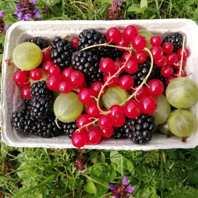 Erntefrisches Obst und Beeren