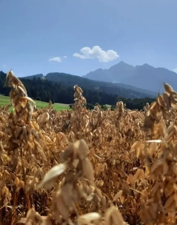 Foto vom Hof Sternhof